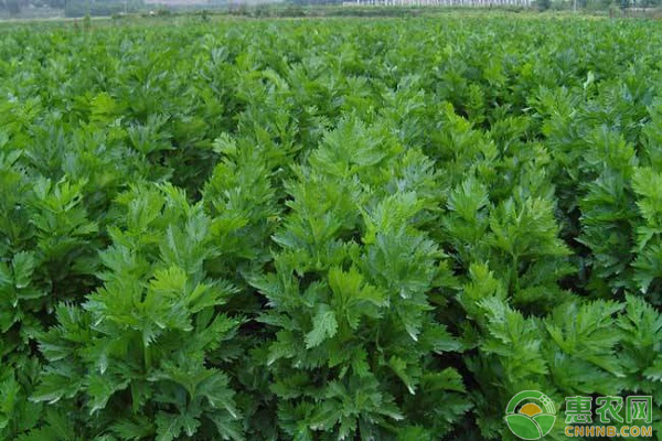èŠ¹èœâ€”ç”Ÿèœâ€”é»„ç“œâ€”è±‡è±†ä¸€å¹´å››èŒ¬é«˜æ•ˆç§æ¤æ¨¡å¼ä»‹ç»