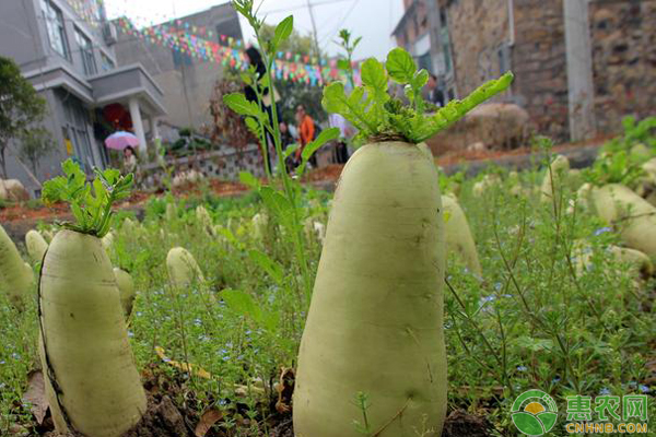 èåœç§æ¤æ–¹æ³•