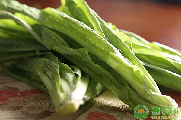 æ²¹éº¦èœä»€ä¹ˆæ—¶å€™ç§æ¤ï¼Ÿæ²¹éº¦èœé«˜äº§æ ½åŸ¹ç®¡ç†æŠ€æœ¯