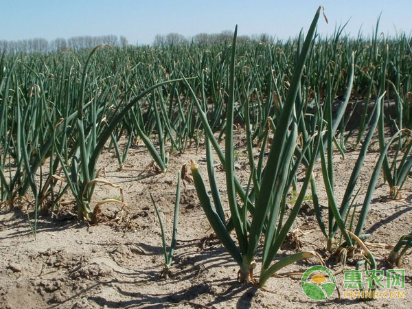 Reasons for drying and drying of onion seedlings