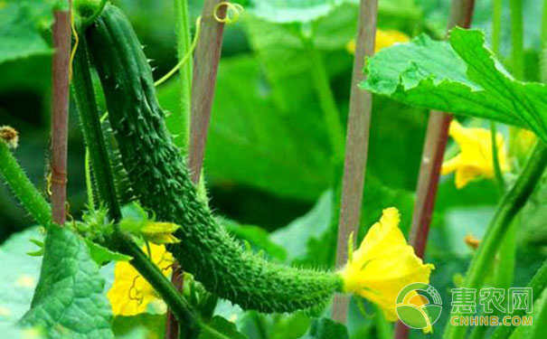 Common cucumber pest insects and pesticides prevention and treatment methods