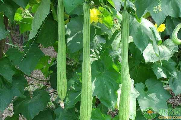 ä¸ç“œç§æ¤æ¡ä»¶åŠä¸°äº§æ ½åŸ¹è¦ç‚¹