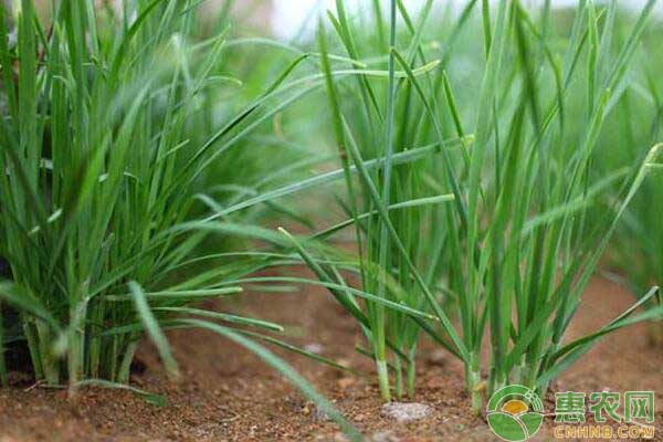 éŸ­èœç§æ¤ç¼ºç´ ç—‡