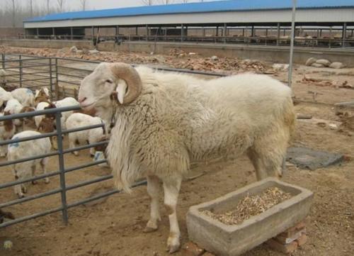 Diagnosis and countermeasures of paratuberculosis in sheep