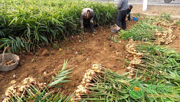 å¤§æ£šç”Ÿå§œä¸ŽèŒ­ç™½è½®ä½œæŠ€æœ¯ï¼Œç—…å®³è½»æ•ˆç›Šé«˜