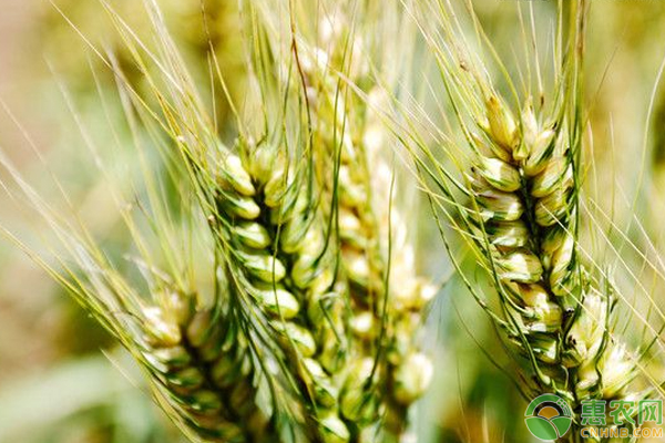小麦拌种药剂科学使用技巧及注意事项