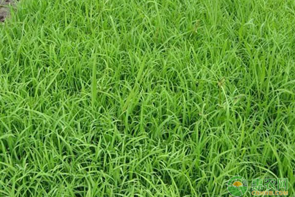 åŸºé‡‘é¡¹ç›®ï¼šæ°´ç¨»è‚²ç§ææ–™ä¸€å¹´å››ä»£å¿«é€ŸåŠ ä»£ç¹æ®–æŠ€æœ¯