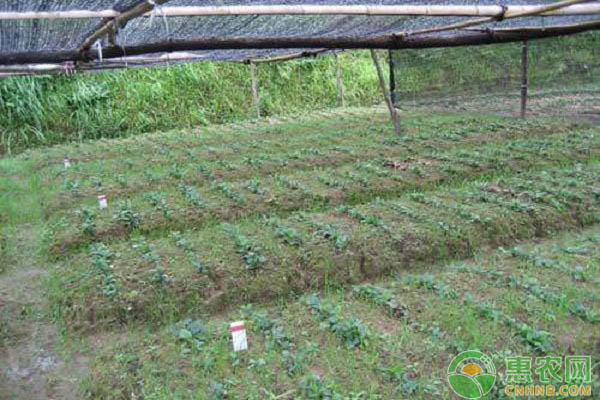 è‹æœ¯å¦‚ä½•ç§æ¤ï¼Ÿè‹æœ¯çš„æœ€æ–°ç§æ¤ç§»æ ½æŠ€æœ¯