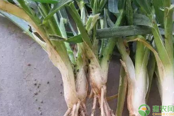 å°éº¦ç”Ÿèšœè™«æ€Žä¹ˆåŠžï¼Ÿéº¦ç”°èšœè™«å®³é˜²æ²»æŠ€å·§