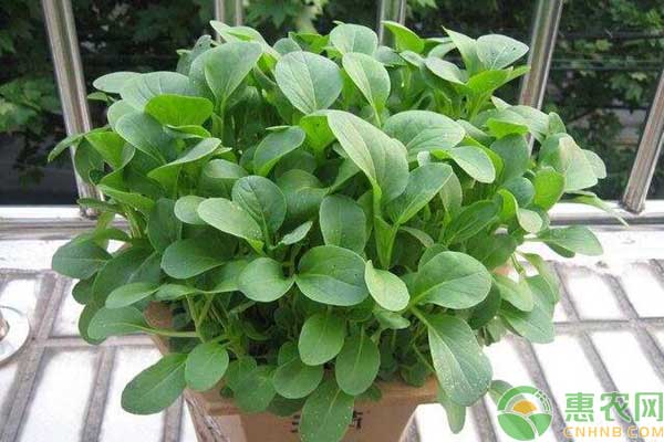 é˜³å°ç§æ¤ç™½èœæ–¹æ³•