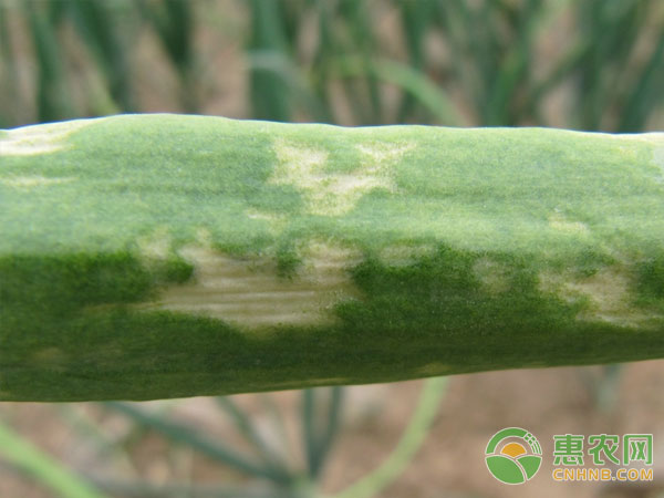 Symptoms of onion downy mildew