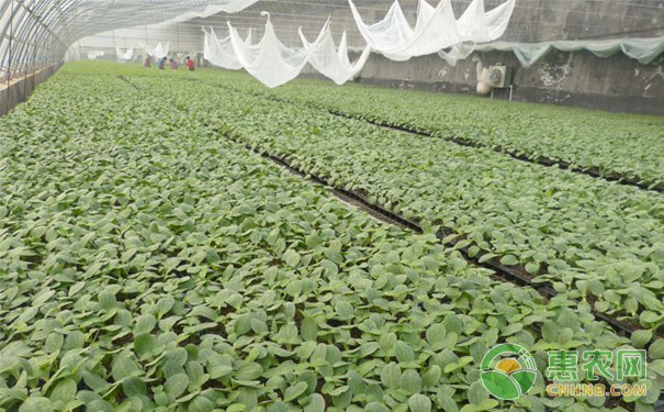 Overwintering protected vegetable seedlings