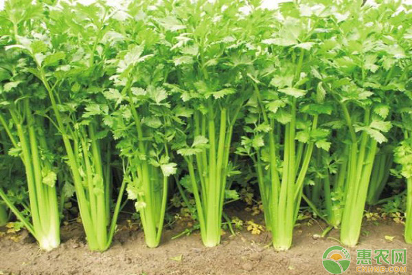 èŠ¹èœâ€”ç”Ÿèœâ€”é»„ç“œâ€”è±‡è±†ä¸€å¹´å››èŒ¬é«˜æ•ˆç§æ¤æ¨¡å¼ä»‹ç»