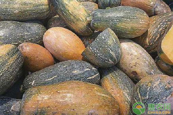 å¯†æœ¬å—ç“œæ€Žä¹ˆç§æ¤ï¼Ÿå¯†æœ¬å—ç“œçš„æ ½åŸ¹æŠ€æœ¯è¦ç‚¹ä¸Žæ–¹æ³•