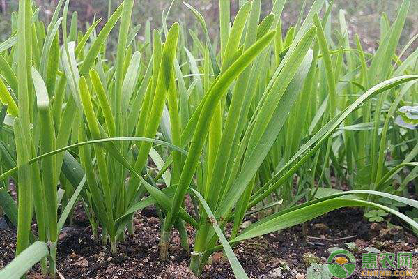 éŸ­èœç§‹å­£æ€Žä¹ˆæ ½åŸ¹ï¼ŸéŸ­èœç§æ¤çš„æ—¶é—´å’Œæ–¹æ³•