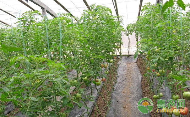 Common fruit problems and solutions in autumn greenhouse tomatoes