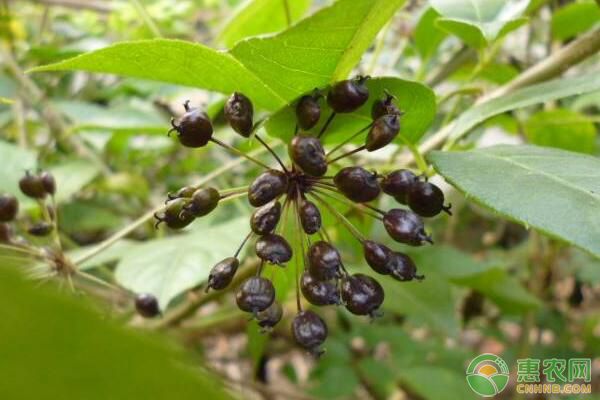 è¯ç”¨æ¤ç‰©åˆºäº”åŠ ç§å­å¦‚ä½•å¤„ç†ï¼Ÿåˆºäº”åŠ å®žç”Ÿè‹—åŸ¹è‚²æŠ€æœ¯