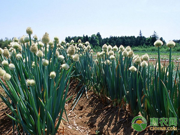 Coping with the insults of unripe onions