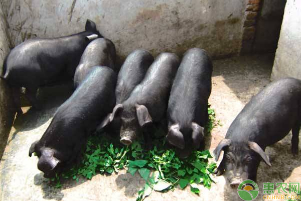 è‚‰è´¨æžå¥½çš„çŒªéœ€è¿™æ ·é¥²å…»ç®¡ç†åŠé”»ç‚¼