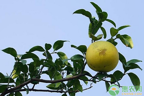 ä¸­è¯æé¦™æ©¼è§„èŒƒåŒ–æ ½åŸ¹æŠ€æœ¯è§„ç¨‹