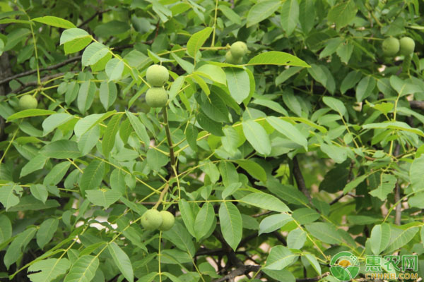 æ ¸æ¡ƒç§æ¤ï¼šæ ¸æ¡ƒä¿æŠ¤åœ°èŠ½æŽ¥ç¹è‚²æŠ€æœ¯