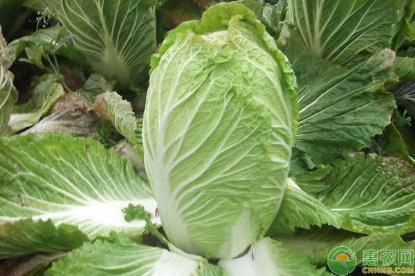 å¤§ç™½èœæ€Žä¹ˆç§èƒ½é«˜äº§?