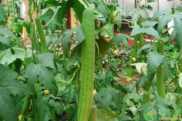 ä¸ç“œç§æ¤å°è¯¾å ‚ï¼šä¸ç“œå››å­£ç§æ¤æ—¶é—´å’Œå“ç§