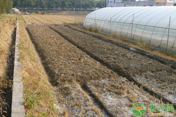 è‚¥æ–™å¦‚ä½•æ€è™«ï¼Ÿè¿™æ ·çš„è‚¥æ–™æ²»è™«è¡¥è¥å…»ä¸¤ä¸è¯¯