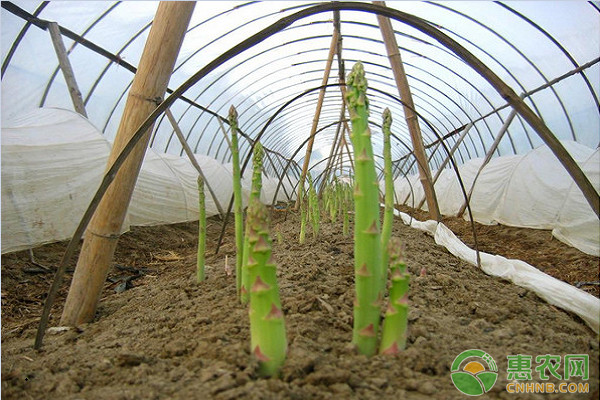 åŒ—æ–¹èŠ¦ç¬‹ç¹æ®–æ–¹æ³•åŠå…¶éœ²åœ°ä¼˜è´¨æ ½åŸ¹æŠ€æœ¯