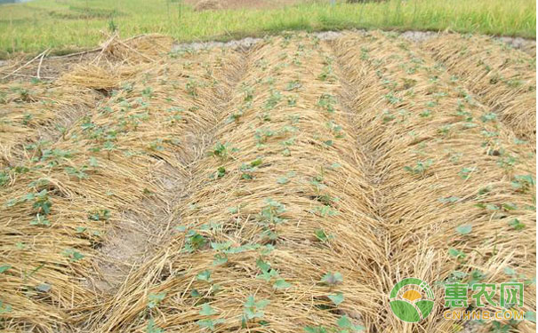 High-yield and efficient potato light cultivation technology