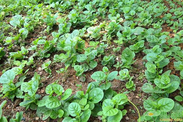 èœæ€Žä¹ˆé˜²æ²»æ—©è¡°ï¼Ÿé˜²æ²»è”¬èœæ—©è¡°çš„ç§æ¤æ–¹æ³•