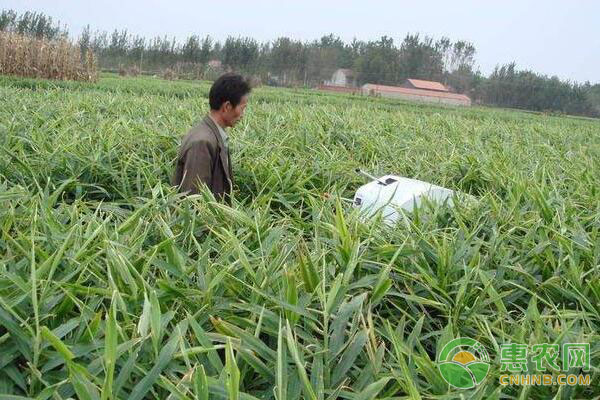 ç”Ÿå§œç§æ¤æŠ€æœ¯ï¼šç”Ÿå§œç”Ÿé•¿åŽæœŸç®¡ç†æ³¨æ„äº‹é¡¹