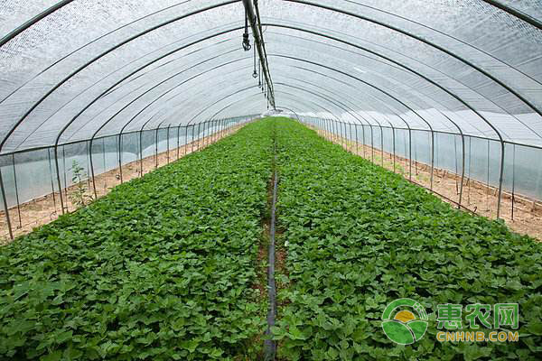 è”¬èœç—…å®³é˜²æ²»ï¼šå¤§æ£šè”¬èœå¶éœ‰ç—…é˜²æŽ§æŽªæ–½