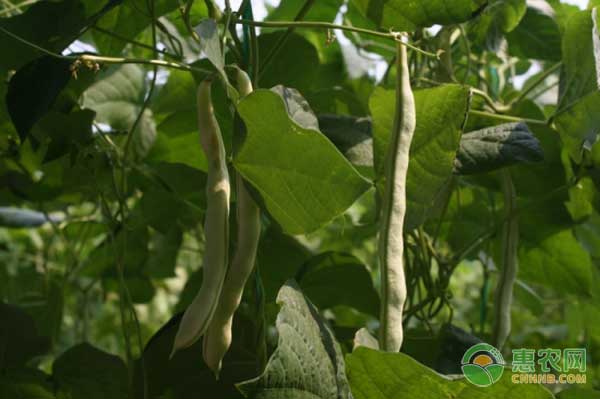çŸ®ç”Ÿèœè±†â€œè‹èœè±†7å·â€å“ç§ç‰¹ç‚¹åŠå…¶æ ½åŸ¹æŠ€æœ¯