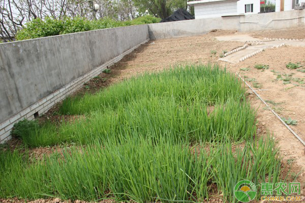 å°è‘±æ€Žä¹ˆç§æ¤äº§é‡é«˜ï¼Ÿå°è‘±çš„ç§æ¤å°æŠ€å·§