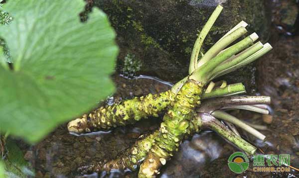 å±±è‘µæ€Žä¹ˆç§ç§æ¤ï¼Ÿå±±è‘µé«˜æ•ˆç§æ¤æŠ€æœ¯