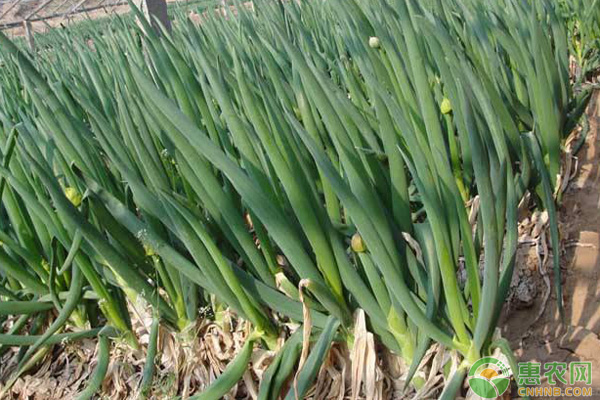 å¤§è‘±ç§æ¤æ—¶é—´å’Œç§æ¤æ–¹æ³•ä»‹ç»