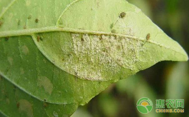 Pepper powdery mildew