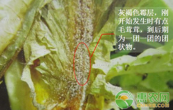 æµ…è°ˆèŽ´è‹£ä¸‰ç§å¸¸è§ç—…å®³çš„è¯†åˆ«åŠå…¶é˜²æ²»æŽªæ–½