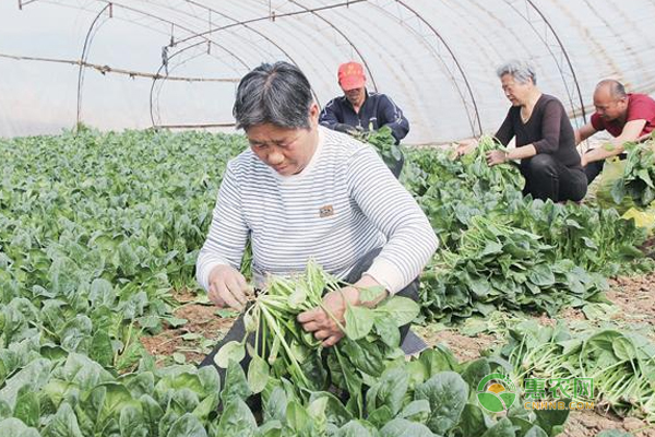 è€å†œæ°‘è¶Šå†¬è èœçš„ç§æ¤æŠ€å·§