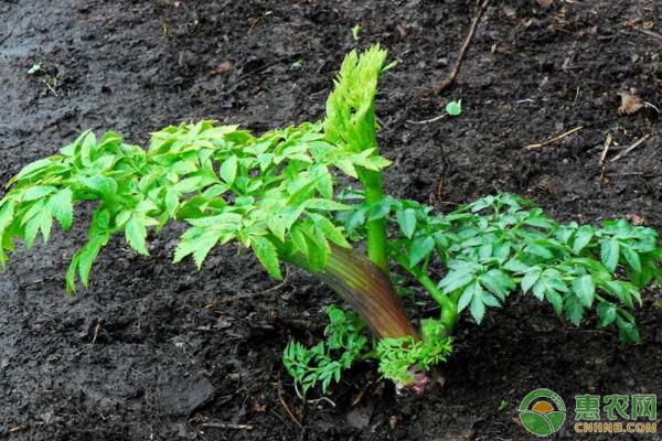 ä¸­è‰è¯å±±é‡Žèœå³¨å‚æž—ä¸‹ç§æ¤ç®¡ç†æŠ€æœ¯