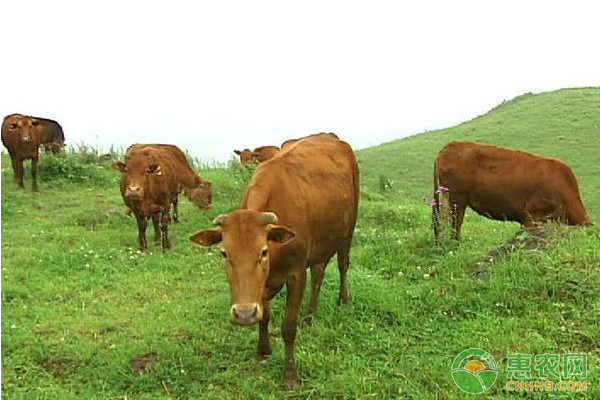 æ— å…¬å®³è‚‰ç‰›å¿«é€Ÿè‚²è‚¥æŠ€æœ¯è¦ç‚¹ä»‹ç»