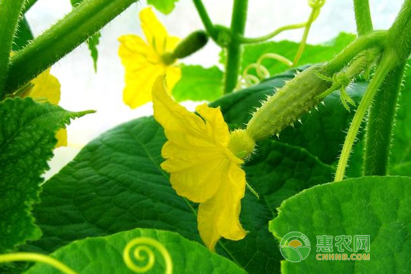 é»„ç“œç”Ÿç†ç—…å®³ä¸Žé¢„é˜²æ–¹æ³•