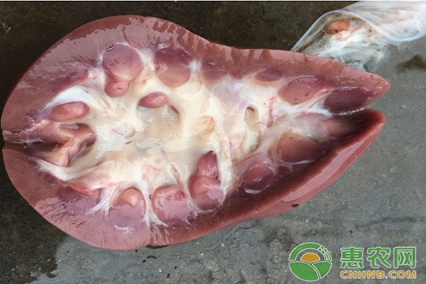 å†¬å­£çŒªå‰¯çŒªå—œè¡€æ†èŒç—…å’ŒçŒªä¼ æŸ“æ€§èƒ¸è†œè‚ºç‚Žçš„è¯Šæ–­å’Œé‰´åˆ«