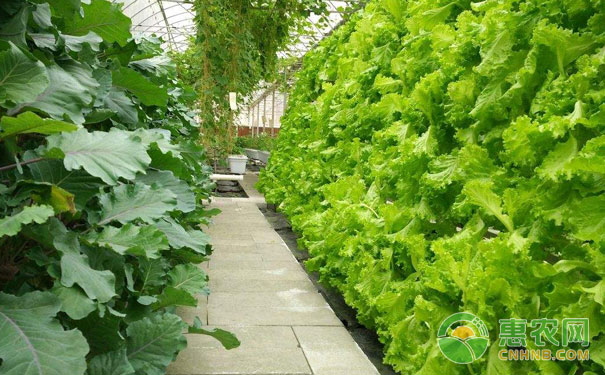 Advantages of soilless vegetables