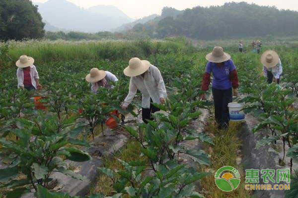 èŒ„å­ç§æ¤