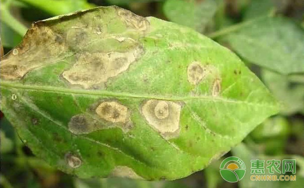 Pepper leaf blight