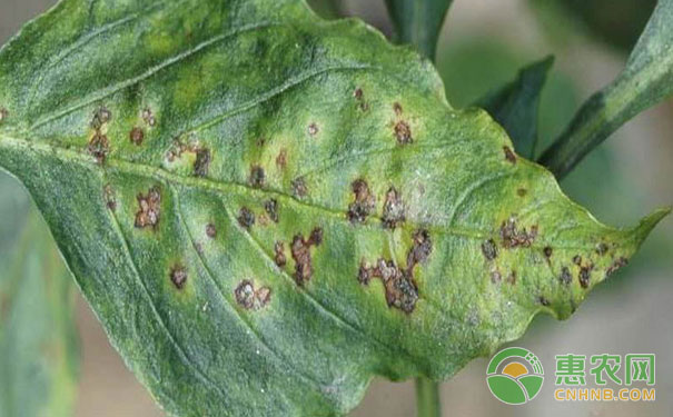 Capsicum bacterial leaf spot