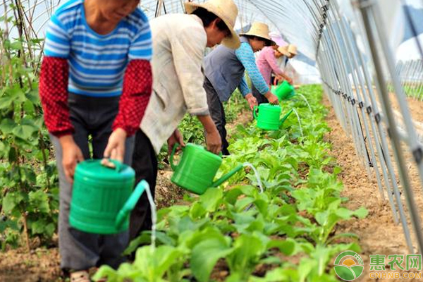 æ°¯åŒ–é’¾å’Œç¡«é…¸é’¾æœ‰ä»€ä¹ˆåŒºåˆ«ï¼Ÿå®ƒä»¬å¯¹å†œä½œç‰©ç”Ÿé•¿æœ‰å“ªäº›å¥½å¤„ï¼Ÿ