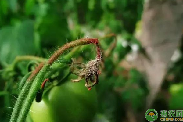 è”¬èœè™«å®³æ€Žä¹ˆä¸€ç½‘æ‰“å°½ï¼Ÿè”¬èœç§æ¤ç™½ç²‰è™±ã€è“Ÿé©¬å’Œçº¢èœ˜è››è™«å®³çš„é˜²æ²»æ–¹æ³•